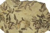 Fossil Fish (Gosiutichthys) Mortality Plate - Wyoming #261922-1